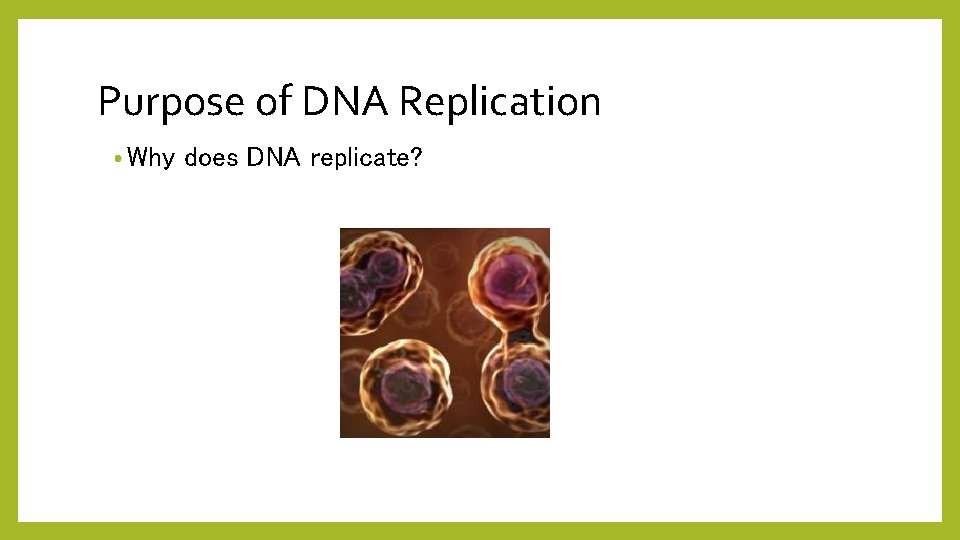 Purpose of DNA Replication • Why does DNA replicate? 