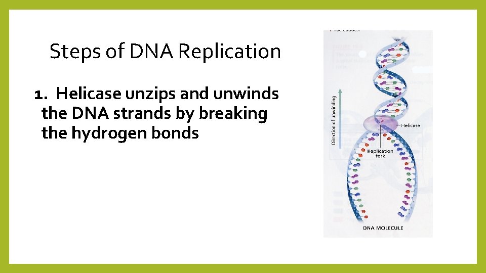 Steps of DNA Replication 1. Helicase unzips and unwinds the DNA strands by breaking