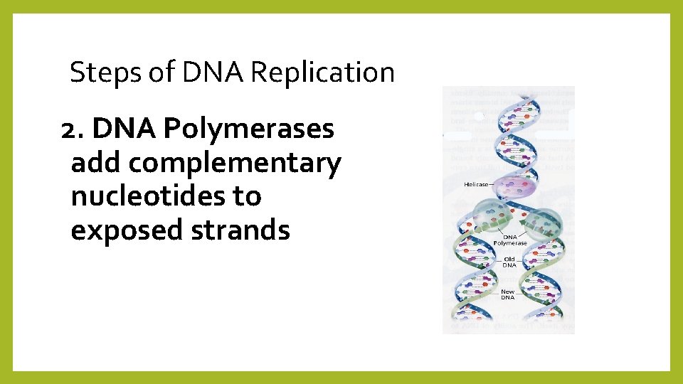 Steps of DNA Replication 2. DNA Polymerases add complementary nucleotides to exposed strands 