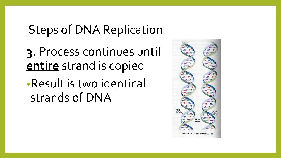 Steps of DNA Replication 3. Process continues until entire strand is copied • Result