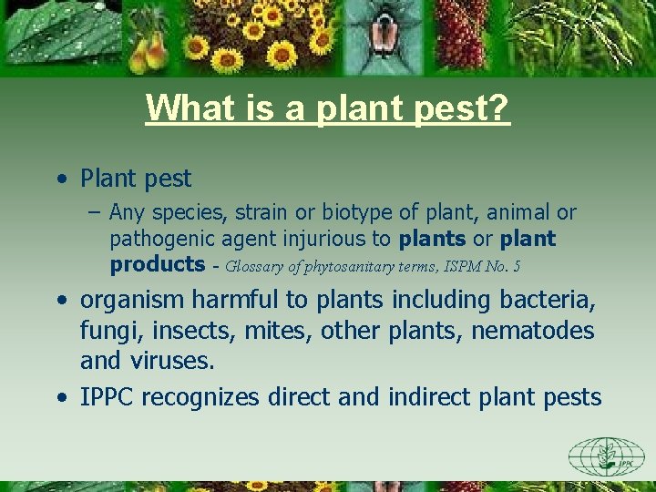 What is a plant pest? • Plant pest – Any species, strain or biotype