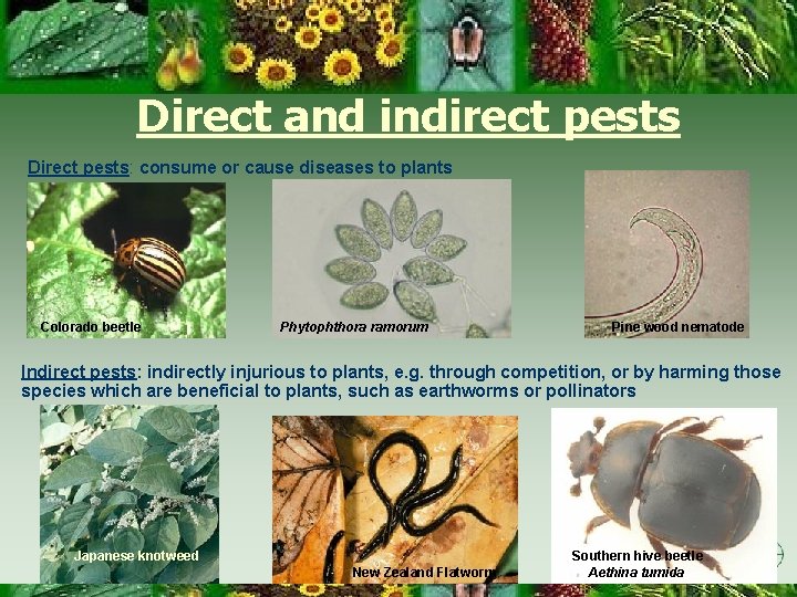 Direct and indirect pests Direct pests: consume or cause diseases to plants Colorado beetle