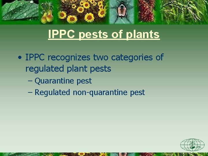 IPPC pests of plants • IPPC recognizes two categories of regulated plant pests –