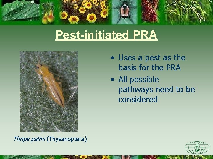 Pest-initiated PRA • Uses a pest as the basis for the PRA • All