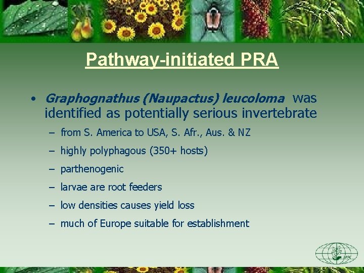 Pathway-initiated PRA • Graphognathus (Naupactus) leucoloma was identified as potentially serious invertebrate – from