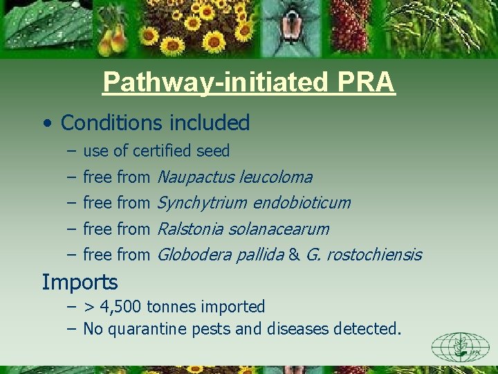 Pathway-initiated PRA • Conditions included – use of certified seed – free from Naupactus