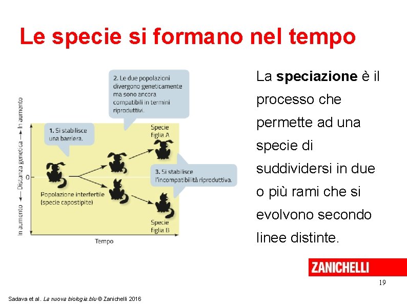 Le specie si formano nel tempo La speciazione è il processo che permette ad