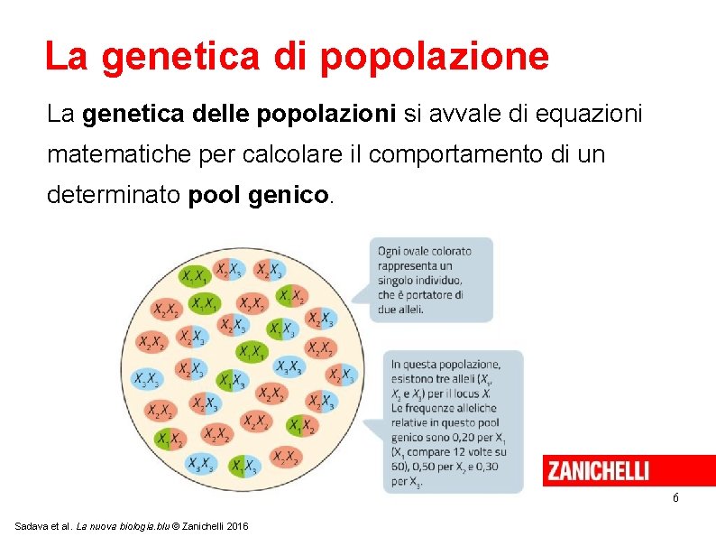 La genetica di popolazione La genetica delle popolazioni si avvale di equazioni matematiche per