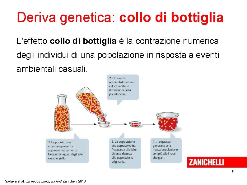 Deriva genetica: collo di bottiglia L’effetto collo di bottiglia è la contrazione numerica degli