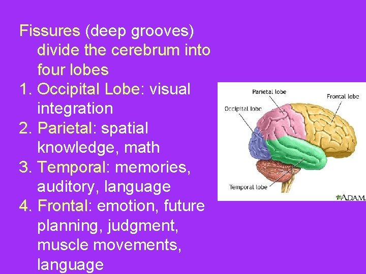 Fissures (deep grooves) divide the cerebrum into four lobes 1. Occipital Lobe: Lobe visual