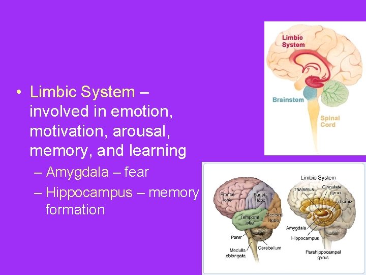  • Limbic System – involved in emotion, motivation, arousal, memory, and learning –