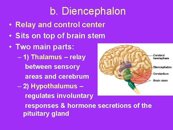 b. Diencephalon • Relay and control center • Sits on top of brain stem