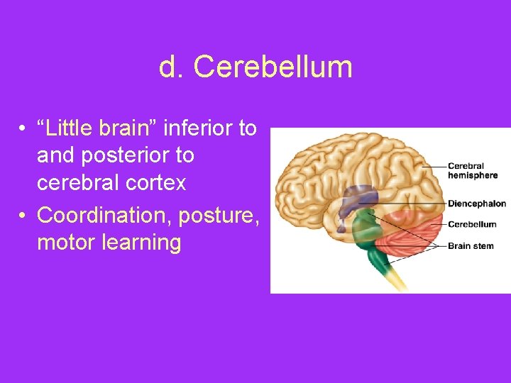 d. Cerebellum • “Little brain” inferior to and posterior to cerebral cortex • Coordination,