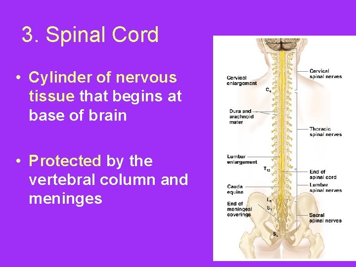 3. Spinal Cord • Cylinder of nervous tissue that begins at base of brain