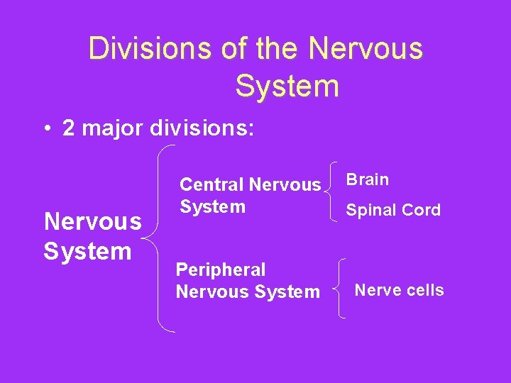 Divisions of the Nervous System • 2 major divisions: Nervous System Central Nervous System