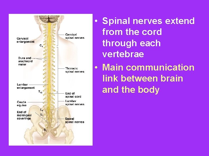  • Spinal nerves extend from the cord through each vertebrae • Main communication