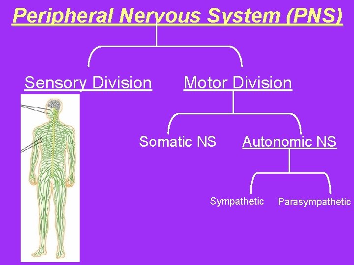 Peripheral Nervous System (PNS) Sensory Division Motor Division Somatic NS Autonomic NS Sympathetic Parasympathetic