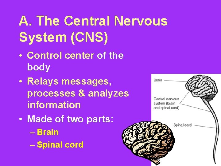 A. The Central Nervous System (CNS) • Control center of the body • Relays