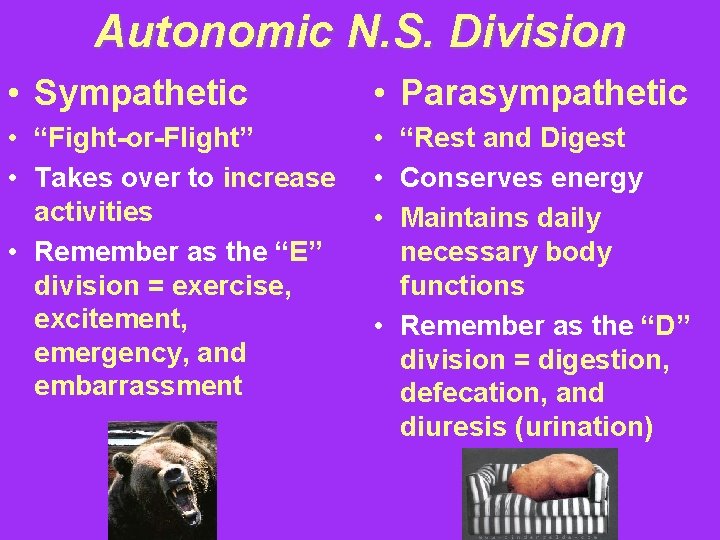 Autonomic N. S. Division • Sympathetic • Parasympathetic • “Fight-or-Flight” • Takes over to