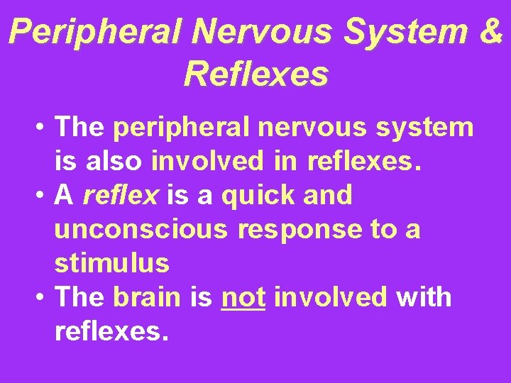 Peripheral Nervous System & Reflexes • The peripheral nervous system is also involved in