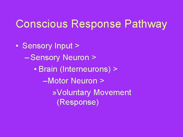 Conscious Response Pathway • Sensory Input > – Sensory Neuron > • Brain (Interneurons)