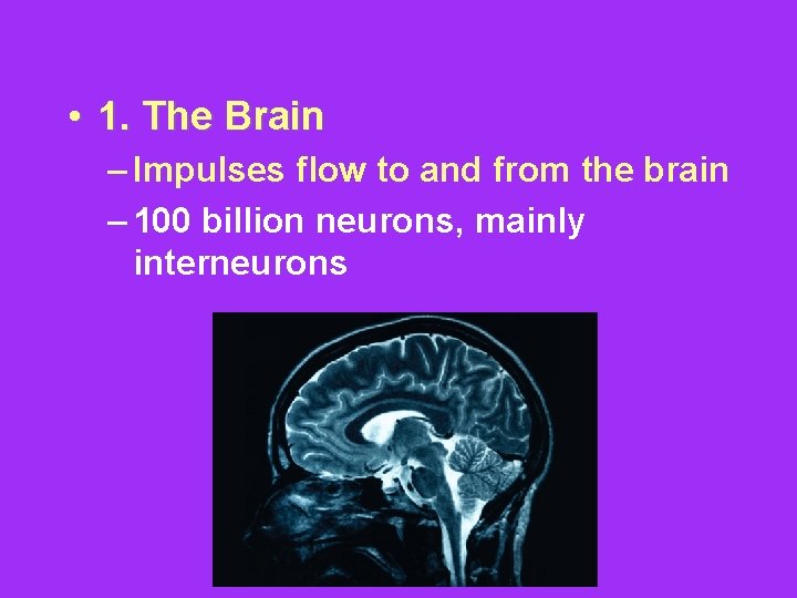  • 1. The Brain – Impulses flow to and from the brain –