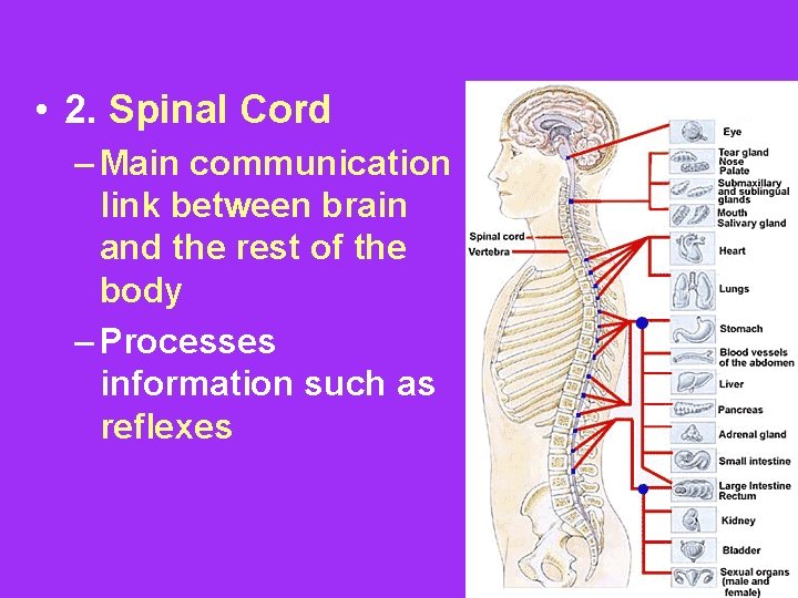  • 2. Spinal Cord – Main communication link between brain and the rest