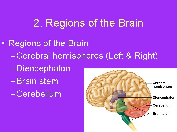 2. Regions of the Brain • Regions of the Brain – Cerebral hemispheres (Left