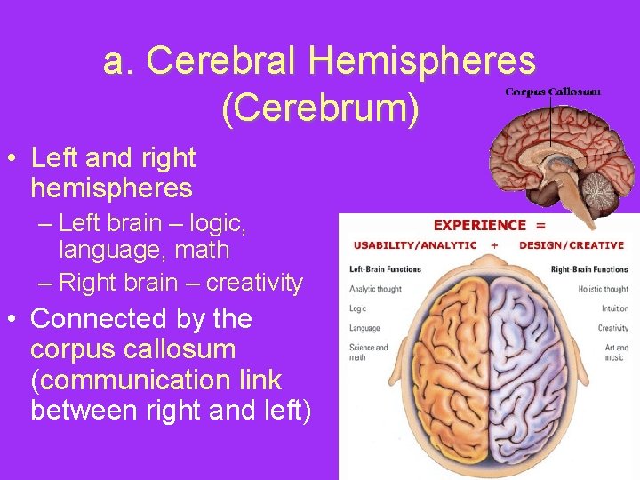 a. Cerebral Hemispheres (Cerebrum) • Left and right hemispheres – Left brain – logic,