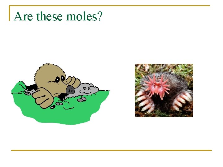 Are these moles? 