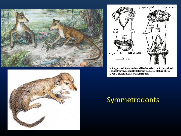 Phylogeny of Birds Class Aves Birds first appear