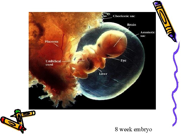 8 week embryo 