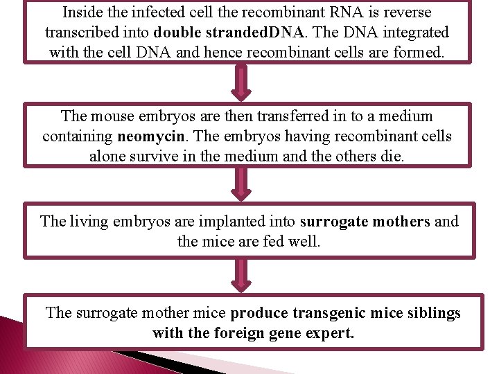 Inside the infected cell the recombinant RNA is reverse transcribed into double stranded. DNA.