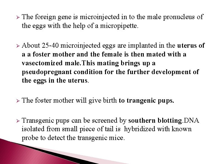 Ø The foreign gene is microinjected in to the male pronucleus of the eggs