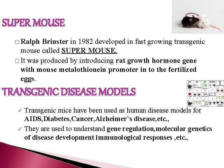 SUPER MOUSE � Ralph Brinster in 1982 developed in fast growing transgenic mouse called