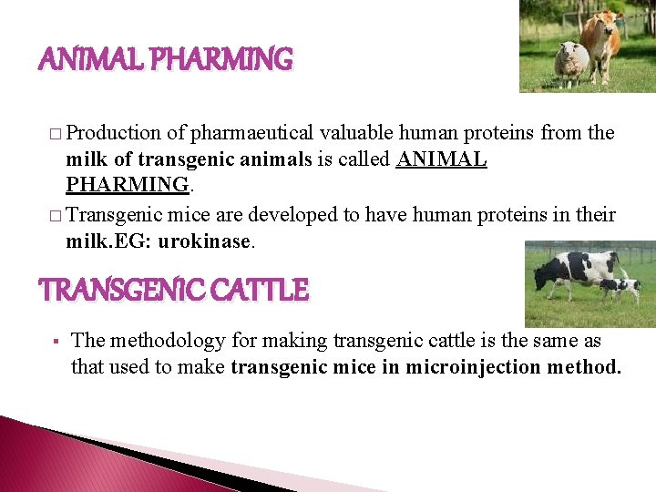 ANIMAL PHARMING � Production of pharmaeutical valuable human proteins from the milk of transgenic