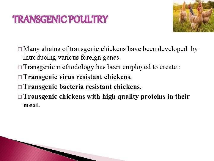 TRANSGENIC POULTRY � Many strains of transgenic chickens have been developed by introducing various