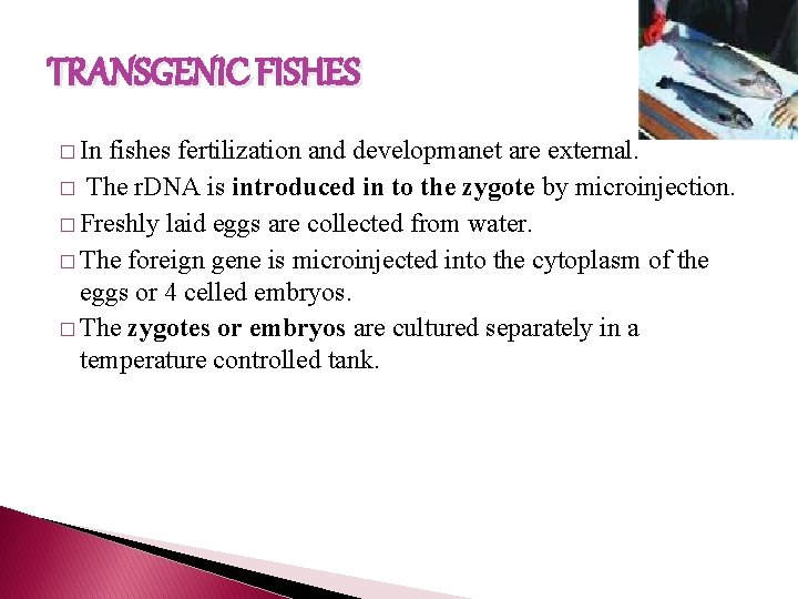 TRANSGENIC FISHES � In fishes fertilization and developmanet are external. � The r. DNA