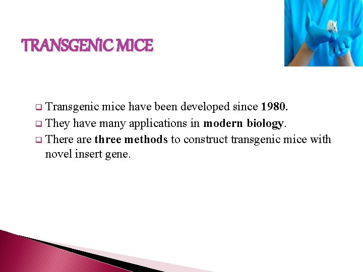 TRANSGENIC MICE Transgenic mice have been developed since 1980. q They have many applications
