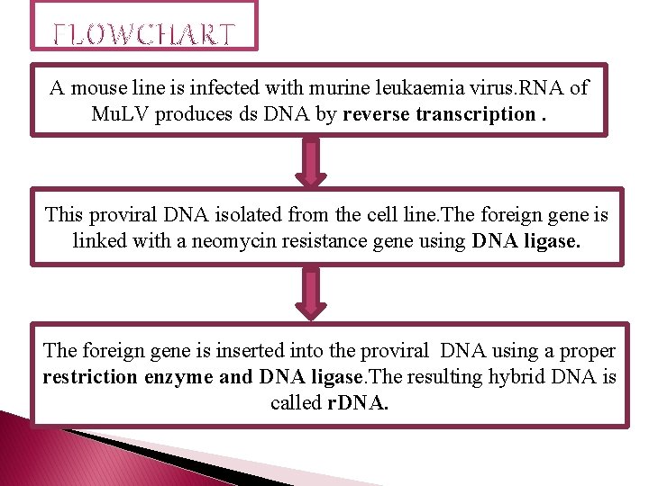 A mouse line is infected with murine leukaemia virus. RNA of Mu. LV produces