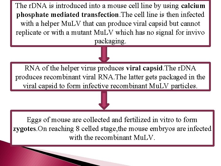 The r. DNA is introduced into a mouse cell line by using calcium phosphate