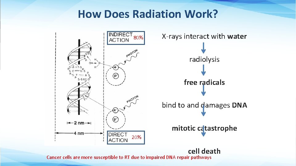 How Does Radiation Work? 80% X-rays interact with water radiolysis free radicals bind to