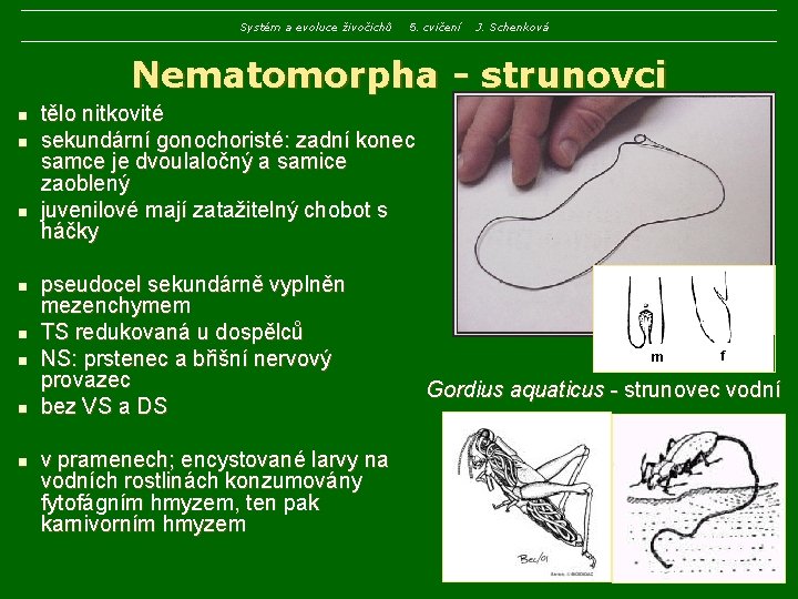 Systém a evoluce živočichů 5. cvičení J. Schenková Nematomorpha - strunovci n n n Systém a evoluce živočichů 5. cvičení J. Schenková Nematomorpha - strunovci n n n