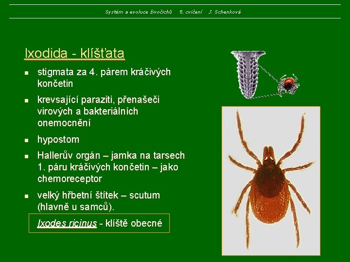 Systém a evoluce živočichů 5. cvičení Ixodida - klíšťata n n n stigmata za Systém a evoluce živočichů 5. cvičení Ixodida - klíšťata n n n stigmata za