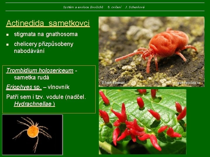 Systém a evoluce živočichů Actinedida sametkovci n n stigmata na gnathosoma chelicery přizpůsobeny nabodávání Systém a evoluce živočichů Actinedida sametkovci n n stigmata na gnathosoma chelicery přizpůsobeny nabodávání