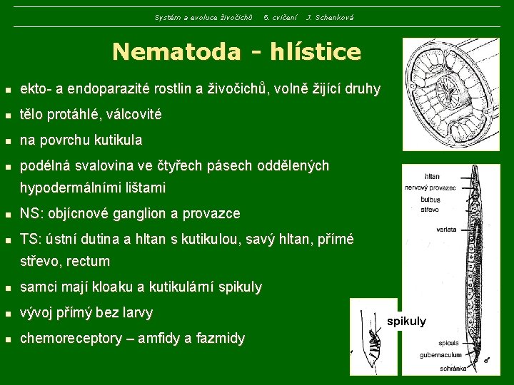 Systém a evoluce živočichů 5. cvičení J. Schenková Nematoda - hlístice n ekto- a Systém a evoluce živočichů 5. cvičení J. Schenková Nematoda - hlístice n ekto- a