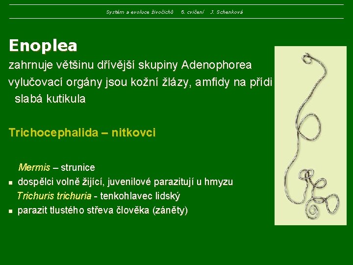 Systém a evoluce živočichů 5. cvičení J. Schenková Enoplea zahrnuje většinu dřívější skupiny Adenophorea Systém a evoluce živočichů 5. cvičení J. Schenková Enoplea zahrnuje většinu dřívější skupiny Adenophorea