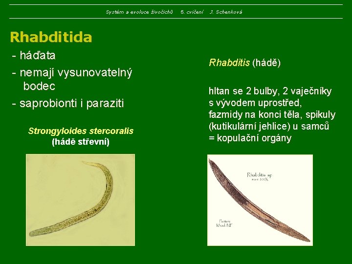 Systém a evoluce živočichů 5. cvičení J. Schenková Rhabditida - háďata - nemají vysunovatelný Systém a evoluce živočichů 5. cvičení J. Schenková Rhabditida - háďata - nemají vysunovatelný