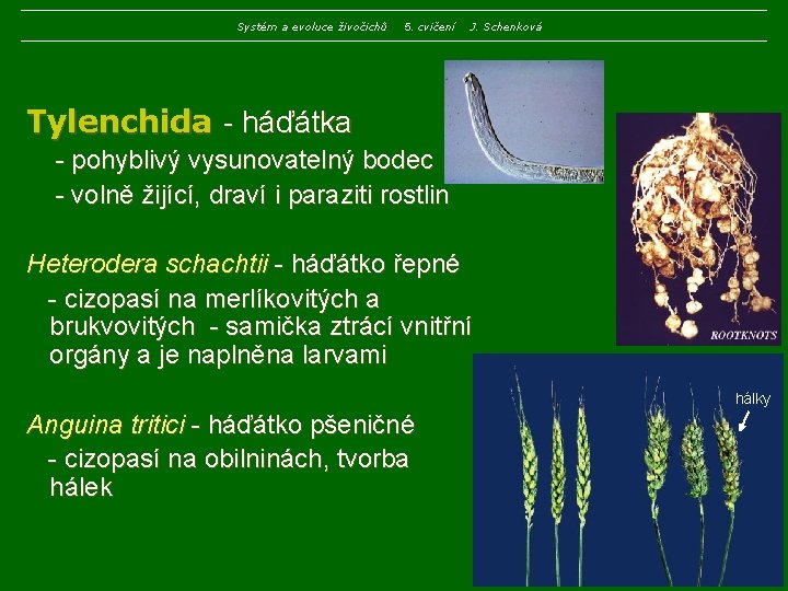 Systém a evoluce živočichů 5. cvičení J. Schenková Tylenchida - háďátka - pohyblivý vysunovatelný Systém a evoluce živočichů 5. cvičení J. Schenková Tylenchida - háďátka - pohyblivý vysunovatelný