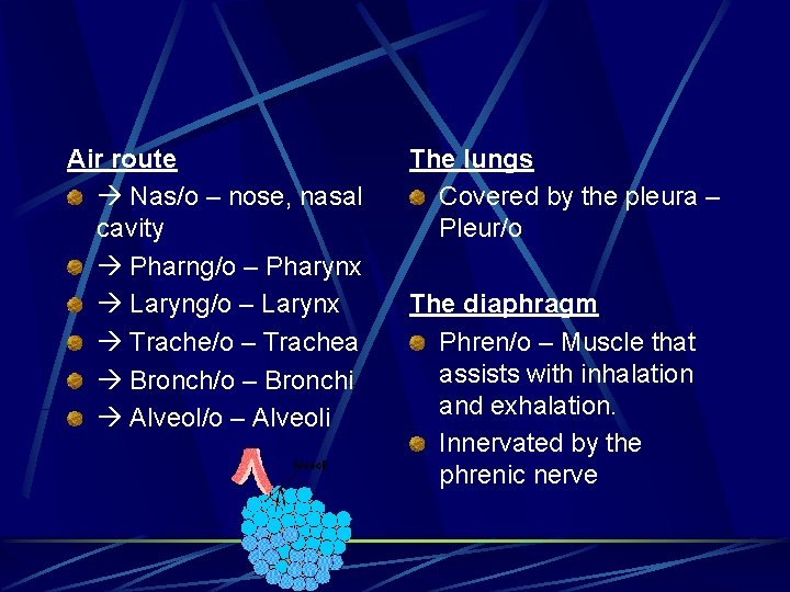 Air route Nas/o – nose, nasal cavity Pharng/o – Pharynx Laryng/o – Larynx Trache/o